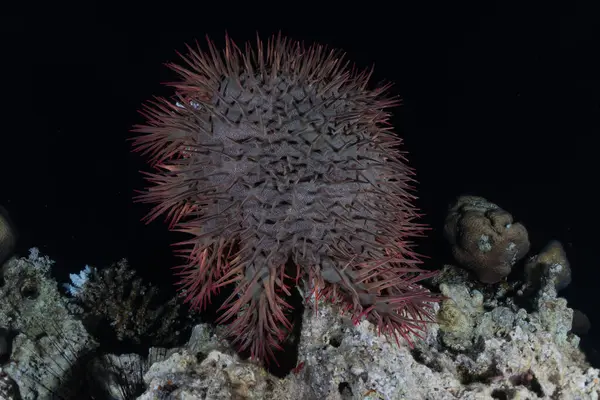 紅海のサンゴ礁と水生植物 エイラートイスラエル — ストック写真