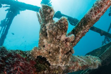 Kızıl Deniz 'de balıklar yüzer, renkli balıklar, Eilat İsrail