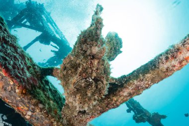 Kızıl Deniz 'de balıklar yüzer, renkli balıklar, Eilat İsrail