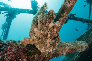 Kızıl Deniz 'de balıklar yüzer, renkli balıklar, Eilat İsrail