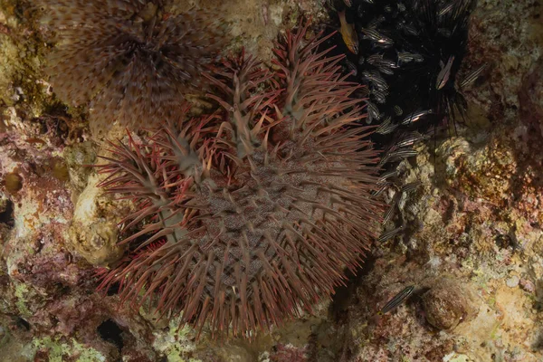 紅海のサンゴ礁と水生植物 エイラートイスラエル — ストック写真