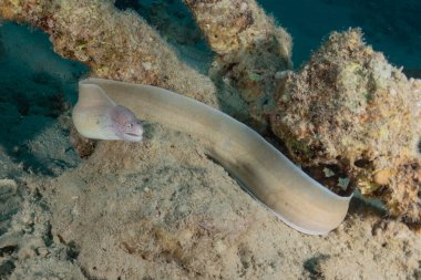 Moray eel Mooray lycodontis Kızıldenizde dalgalanma, Eilat Israel