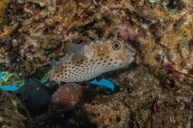 Kızıl Deniz 'de balıklar yüzer, renkli balıklar, Eilat İsrail