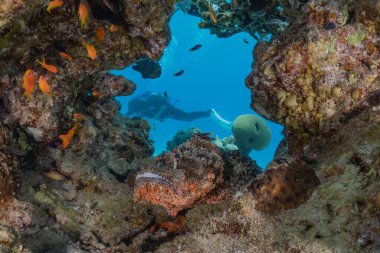 Kızıl Deniz 'de balıklar yüzer, renkli balıklar, Eilat İsrail