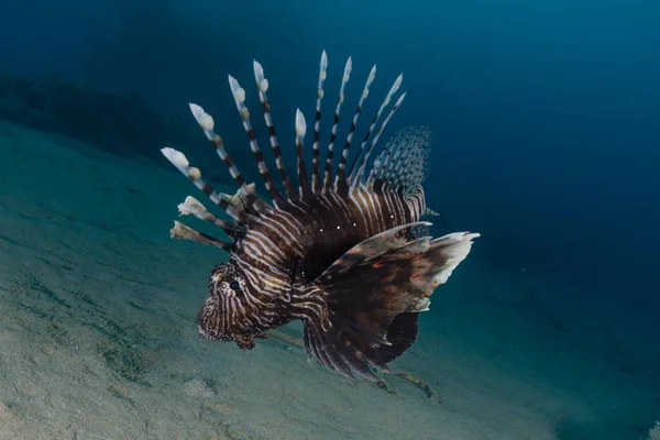 紅海のライオンフィッシュカラフルな魚 エイラートイスラエル — ストック写真