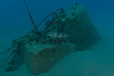 Kızıl Deniz 'de balıklar yüzer, renkli balıklar, Eilat İsrail