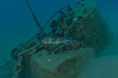 Kızıl Deniz 'de balıklar yüzer, renkli balıklar, Eilat İsrail