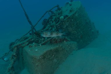 Kızıl Deniz 'de balıklar yüzer, renkli balıklar, Eilat İsrail
