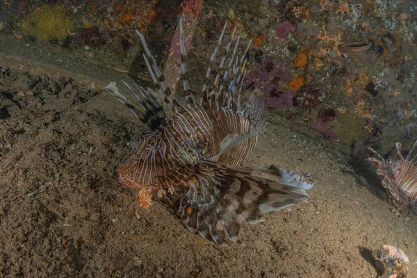 Lionfish Red Sea Colorful Fish Eilat Israel — Stock Photo, Image