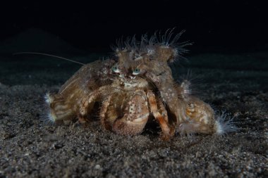 Kızıl Denizde Yengeç Renkli ve güzel, Eilat Israel