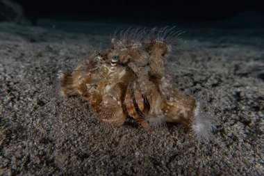 Kızıl Denizde Yengeç Renkli ve güzel, Eilat Israel