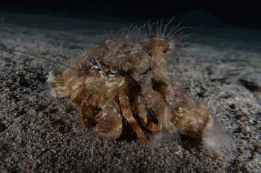 Kızıl Denizde Yengeç Renkli ve güzel, Eilat Israel