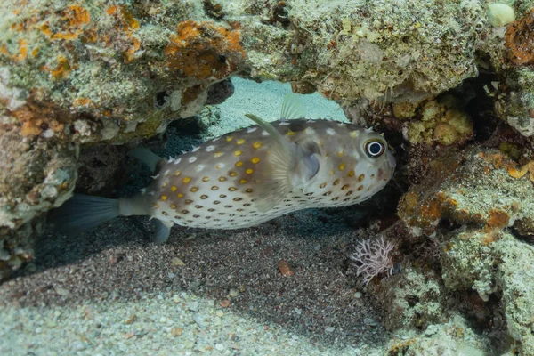 Peixes Nadam Mar Vermelho Peixes Coloridos Eilat Israel — Fotografia de Stock