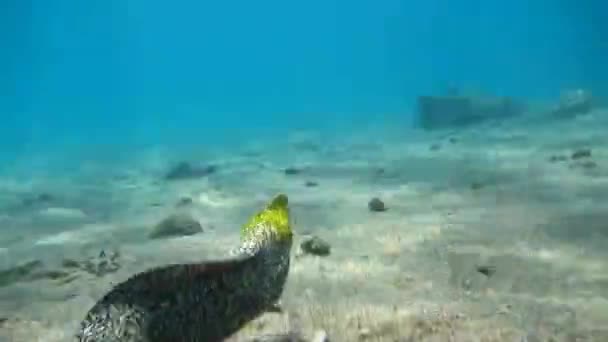 Moray úhoř Mooray lycodontis undulatus v Rudém moři, Eilat Izrael — Stock video