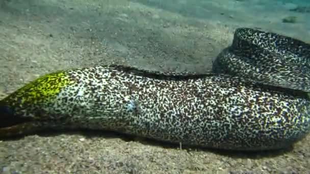 Moray eel Mooray lycodontis undulatus in the Red Sea, eilat israel — Αρχείο Βίντεο