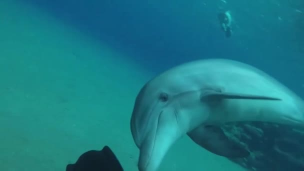 Golfinho nadando no Mar Vermelho, Eilat Israel — Vídeo de Stock