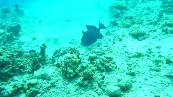 Peixes Nadam Mar Vermelho Peixes Coloridos Eilat Israel — Vídeo de Stock