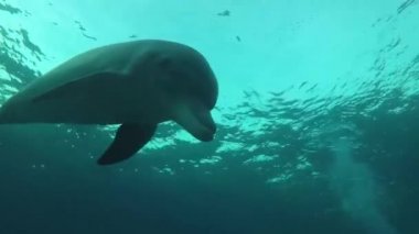 Yunus Kızıl Deniz 'de yüzüyor, Eilat İsrail