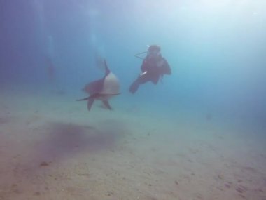 Kızıl Deniz 'de yüzen yunuslar, Eilat İsrail