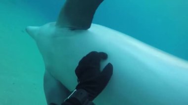 Kızıl Deniz 'de yüzen yunuslar, Eilat İsrail