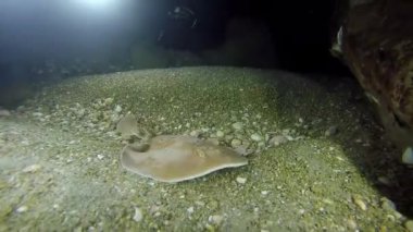 Torpido sinüspersici Kızıl Deniz 'de deniz tabanında, İsrail