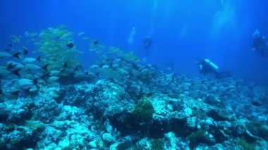 Kızıl Deniz 'de balıklar yüzer, renkli balıklar, Eilat İsrail