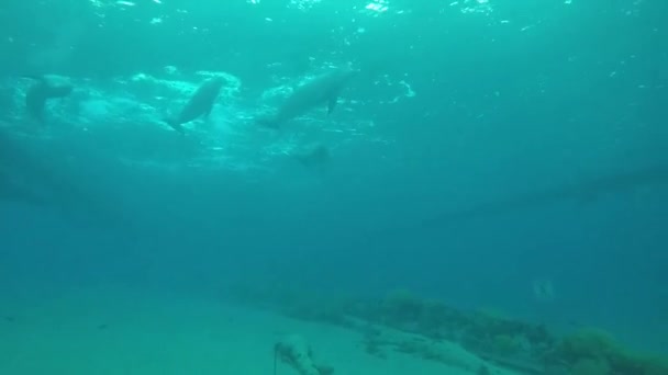Дельфіни плавають у Червоному морі (Ейлат). — стокове відео
