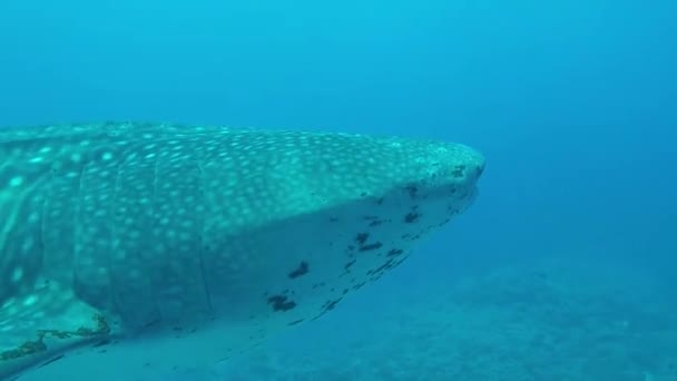 Tubarão Baleia Parque Nacional Recife Tubbataha Filipinas — Vídeo de Stock