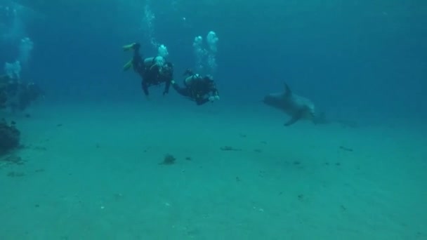 イルカが紅海で泳いでいる,エイラートイスラエル — ストック動画