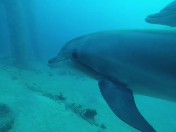 Delfines nadando en el Mar Rojo, Eilat Israel — Vídeo de stock