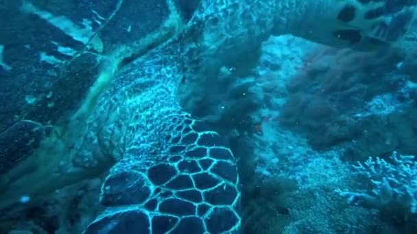 红海中的霍克斯比尔海龟，大哈布，西奈半岛蓝色泻湖 — 图库视频影像