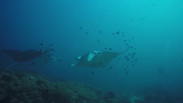 Los Rayos Manta Nadan Las Islas Maldivas Increíble Animal — Vídeos de Stock