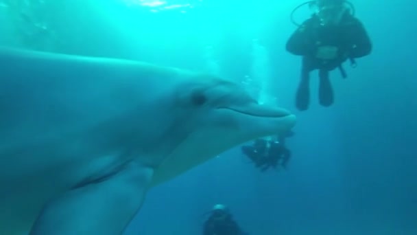 Дельфины, плавающие в Красном море, Эйлат Израиль — стоковое видео