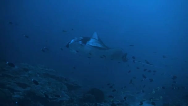 Manta Rays Nager Aux Maldives Incroyable Animal — Video