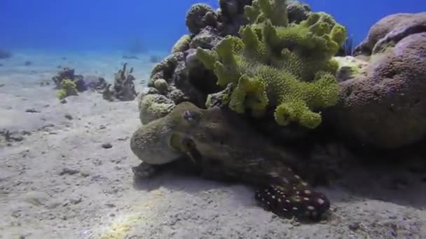 Octopus King Camouflage Red Sea Eilat Israel — Stock Video