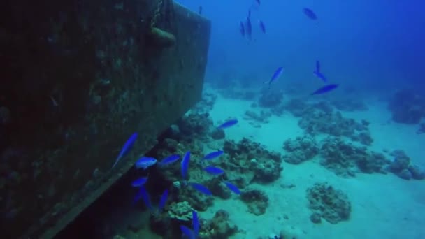 Ψάρια κολυμπούν στην Ερυθρά Θάλασσα, πολύχρωμα ψάρια, Eilat Ισραήλ — Αρχείο Βίντεο