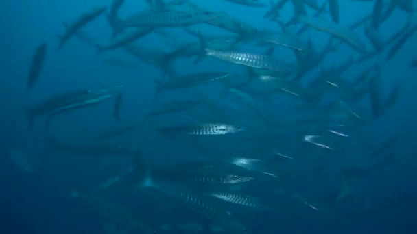 홍 해에서 헤엄치는 물고기, 화려 한 색깔 의물 고기, 일 랏 이스라엘 — 비디오