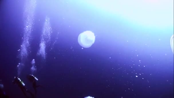 Медузы в Красном море красочные и красивые, Эйлат Израиль — стоковое видео