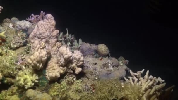 Moray anguilla Mooray lycodontis undulatus nel Mar Rosso, Eilat Israele — Video Stock