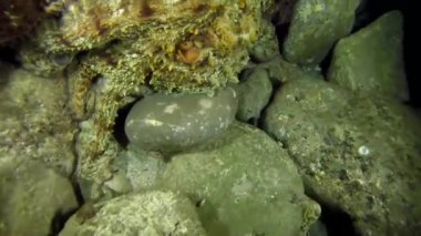 Kızıl Deniz 'deki kamuflajın kralı, Eilat Israel. 