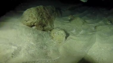 Kızıl Deniz 'deki kamuflajın kralı, Eilat Israel. 