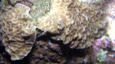 Kızıldeniz 'deki mercan resifi ve su bitkileri, Eilat Israel