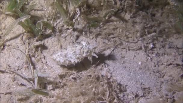 红海中的乌贼色彩艳丽 以色列鳗鱼 — 图库视频影像