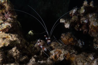 Kızıldeniz 'deki mercan resifi ve su bitkileri, Eilat Israel