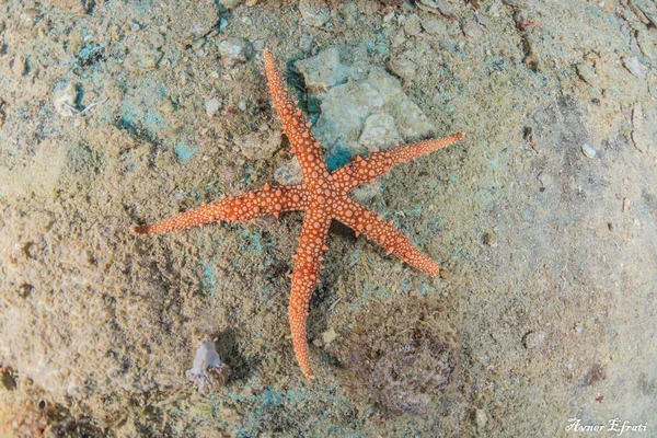 Bintang Laut Dasar Laut Laut Merah Eilat Israel — Stok Foto