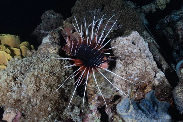 Feuerfische Roten Meer Bunte Fische Eilat Israel — Stockfoto