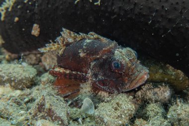 Kızıl Deniz 'de balıklar yüzer, renkli balıklar, Eilat İsrail
