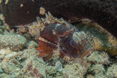 Kızıl Deniz 'de balıklar yüzer, renkli balıklar, Eilat İsrail