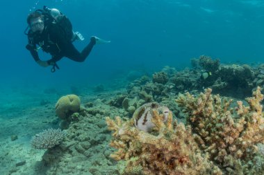 Kızıldeniz 'deki mercan resifi ve su bitkileri, Eilat Israel