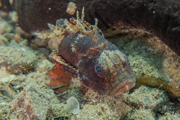 Kızıl Deniz 'de balıklar yüzer, renkli balıklar, Eilat İsrail